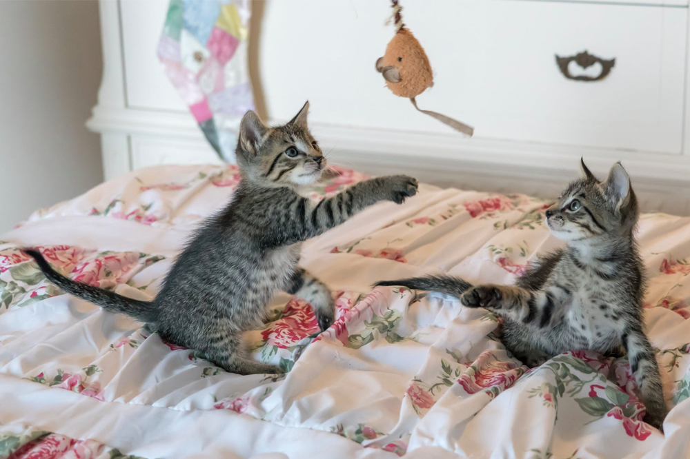Two tabby kittens on a bed reaching up for a dangling plush mouse toy